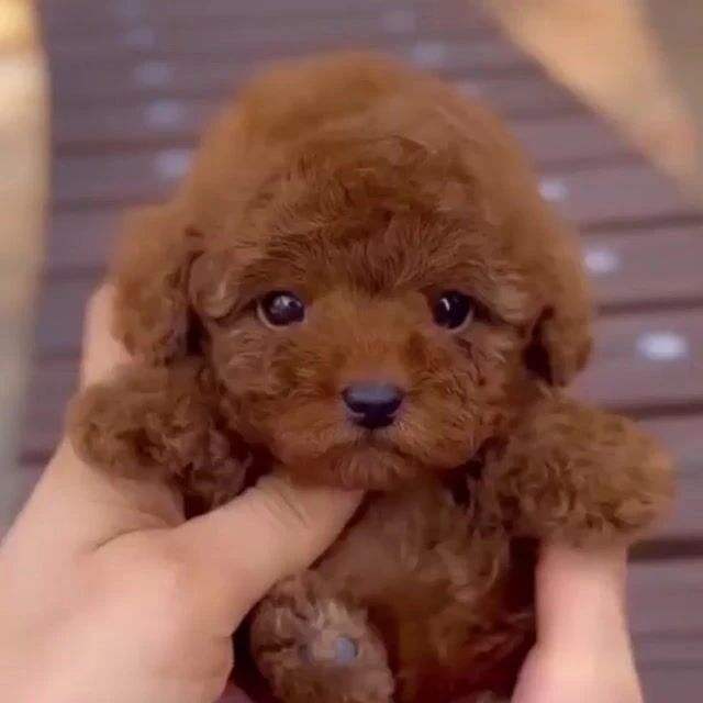 Chien Wuffy - Avis, Robot, Prix & Où Acheter 🐾 (2026
